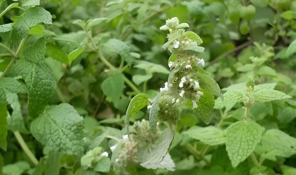 Muña: The Andean Herb That Enhances Your Spa Experience in Cusco