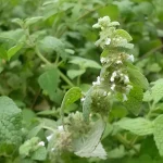 Muña: The Andean Herb That Enhances Your Spa Experience in Cusco
